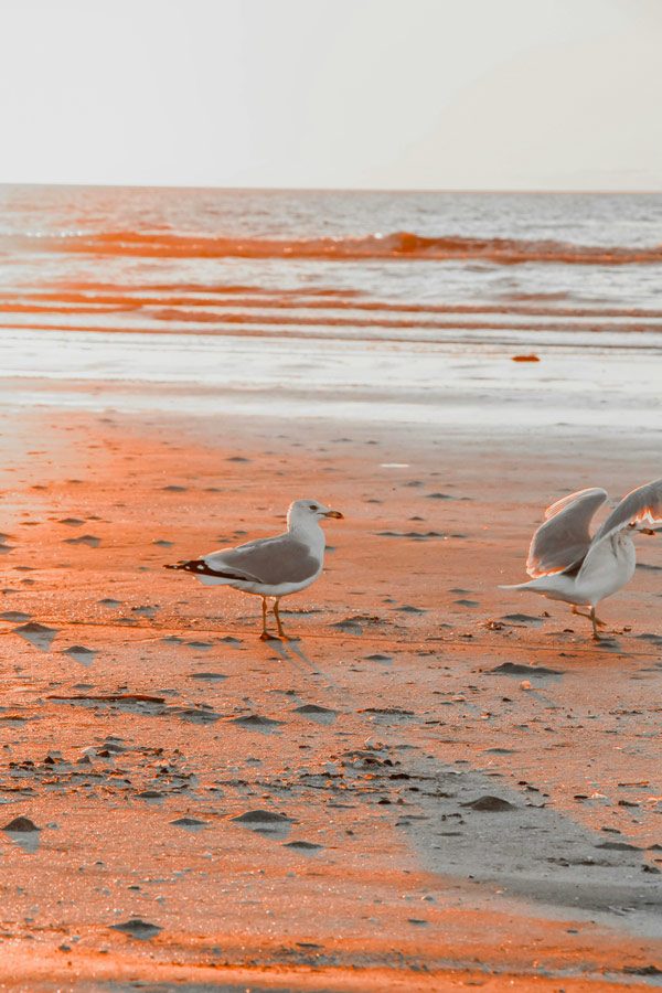 blog-plage-ile-de-re-respadrilles blog-plage-ile-de-re-respadrilles